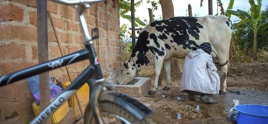 A dairy farmer cooperative and its bicycles